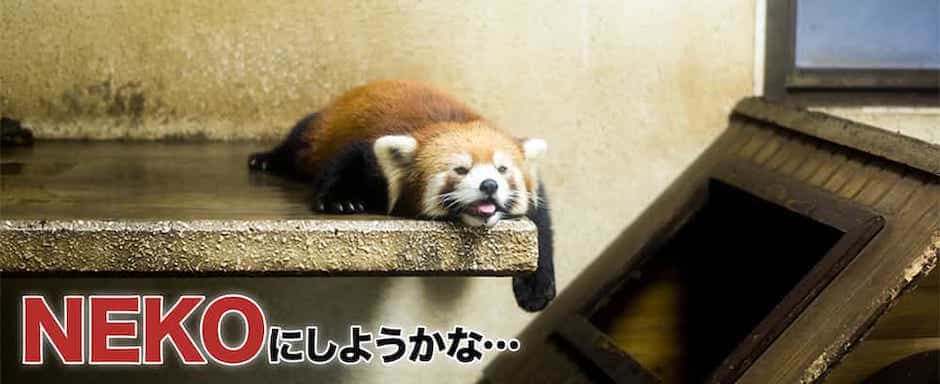 NEKOにしようかな…