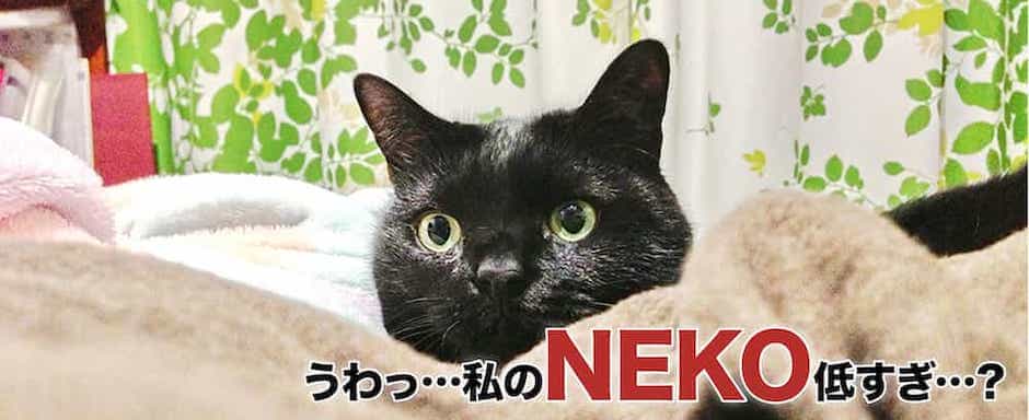 ひょっこりくん